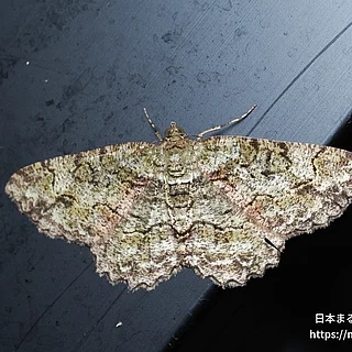 Paradarisa属の写真