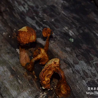 ナメコ（花・実以外）の写真