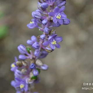 ヤブラン（花）の写真
