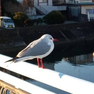 ユリカモメの写真