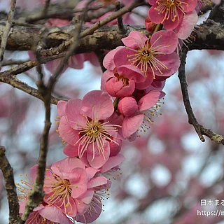 ウメ（花）の写真