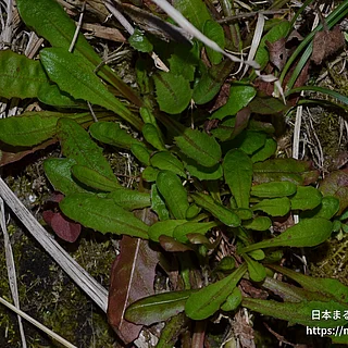 セイヨウタンポポ（花・実以外）の写真