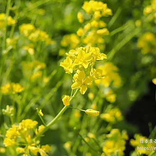 ハクサイ（花）の写真
