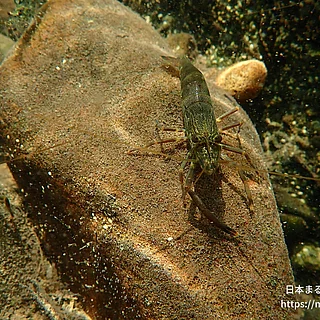 ヒラテテナガエビの写真