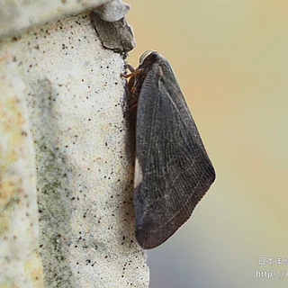 チュウゴクアミガサハゴロモの写真