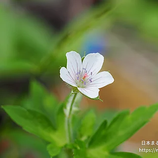 ゲンノショウコ（花）の写真