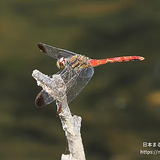 リスアカネ（成虫）の写真