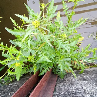スカシタゴボウ（花）の写真