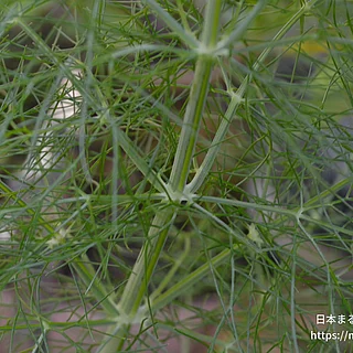 ウイキョウの写真