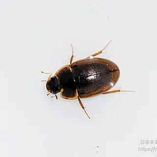 ヒラタガムシ属の写真