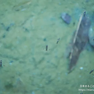 コマツモムシの写真