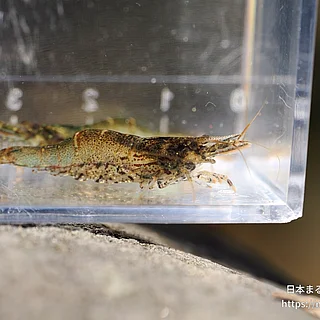ヌマエビの写真