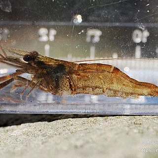 ミナミテナガエビの写真
