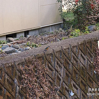 カワセミの写真