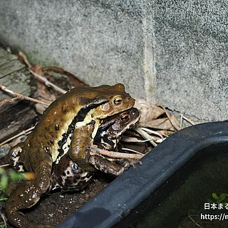 アズマヒキガエル（成体）の写真