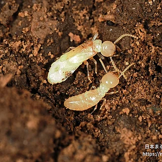 ヤマトシロアリの写真
