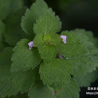 ヒメオドリコソウの写真