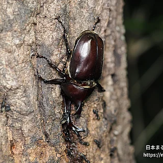 カブトムシ（成虫）の写真