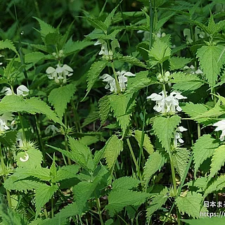 オドリコソウの写真