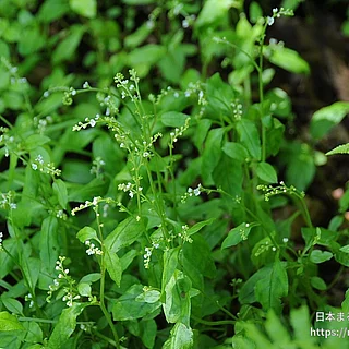 ミズタビラコ（花）の写真