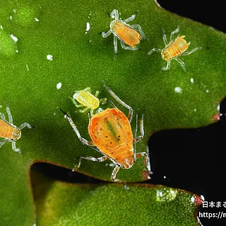 クワイクビレアブラムシ（成虫）の写真