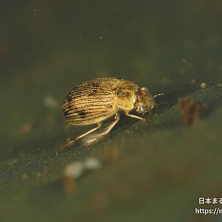 トゲバゴマフガムシの写真