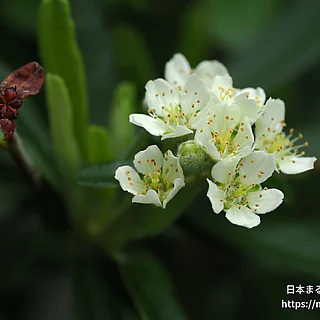 タチバナモドキ（花）の写真