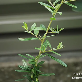 タチバナモドキの写真
