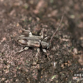 アトモンマルケシカミキリの写真