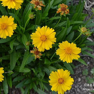 キンケイギクの写真