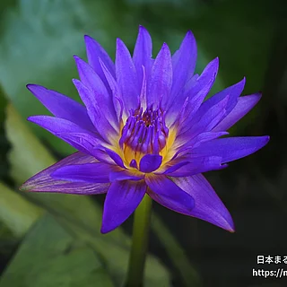 パラミーの写真