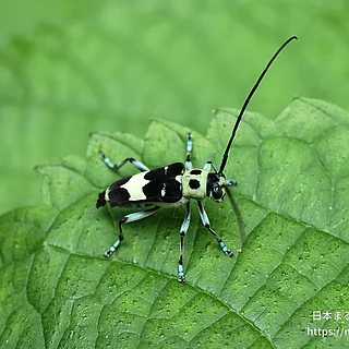 ラミーカミキリ（成虫）の写真