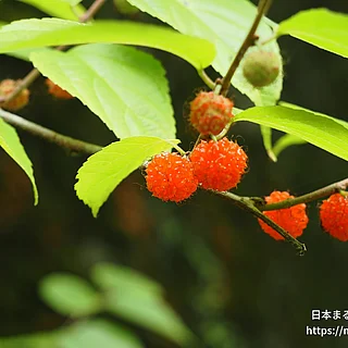 コウゾ属の写真