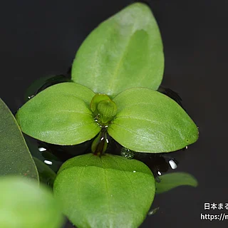 アゼナの写真