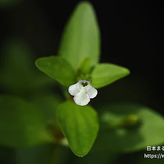 アゼナの写真