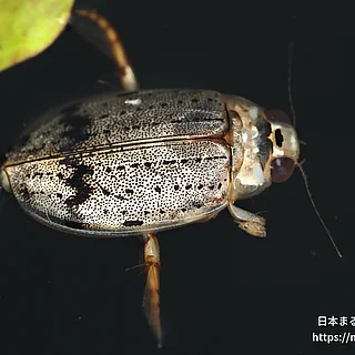 ハイイロゲンゴロウ（成虫）の写真