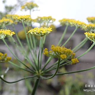 ウイキョウの写真