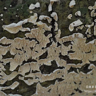 ヒメシロアミタケ（花・実以外）の写真
