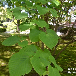ヒュウガミズキの写真