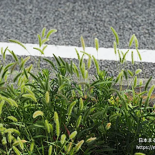 エノコログサの写真