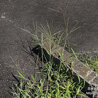 メヒシバの写真