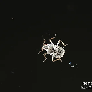 ホルバートケシカタビロアメンボの写真