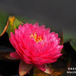 マニカムの写真