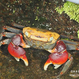 アカテガニ（成体）の写真