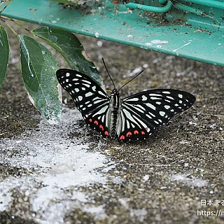アカボシゴマダラ（成虫）の写真
