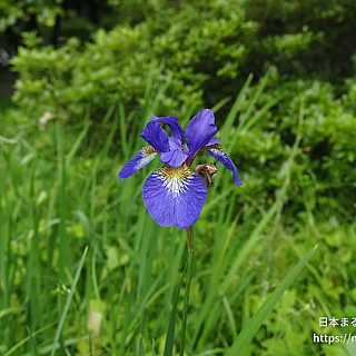 アヤメ（花）の写真
