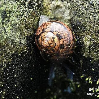 ウスカワマイマイの写真