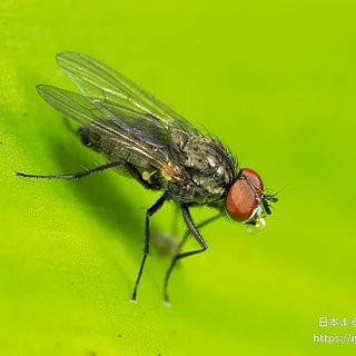 ハエ目（成虫）の写真