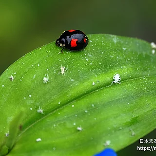 ナミテントウの写真