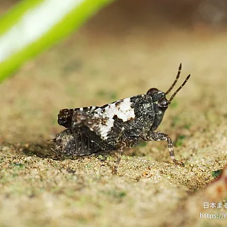 ヒシバッタ科（成虫）の写真